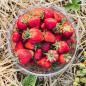 Preview: Erdbeeren