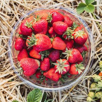 Preview: Erdbeeren