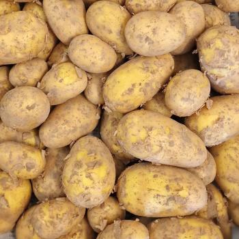 Preview: Kartoffeln Sorte: Simonetta